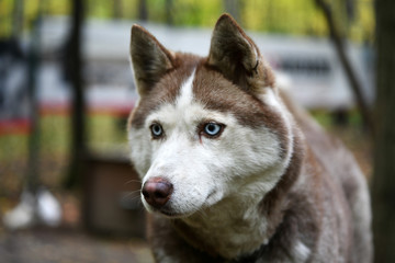 blue-eyed husky posing in the park