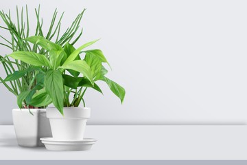 Fototapeta premium Plant.