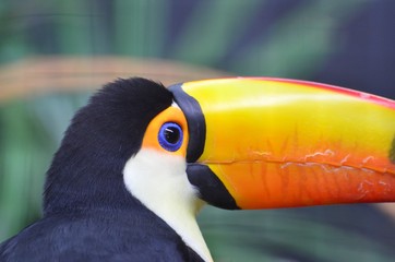 portrait d'un toucan