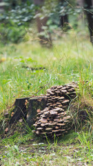 Large group of mushrooms on dead trunk in forest.