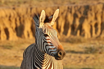 Hartmanns Mountain Zebra