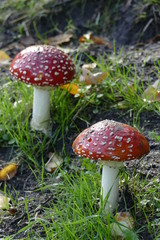 Fliegenpilze (Amanita muscaria) im Gras, Bremen, Deutschland
