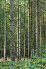 Trunks in sunny pine forest.