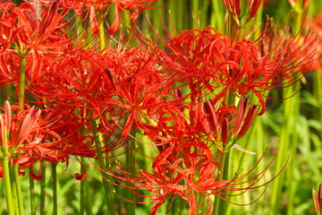 巾着田の赤いヒガンバナ