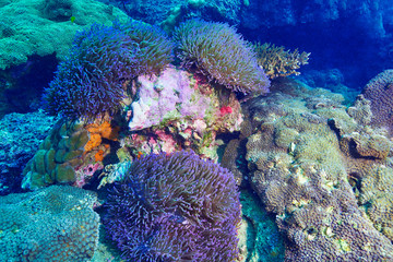 coral reef with tropical fish