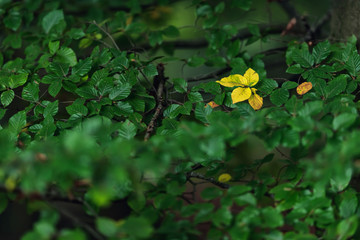 Yellow colored leaves between green ones in early fall.