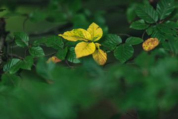 Yellow colored leaves between green ones in early fall.
