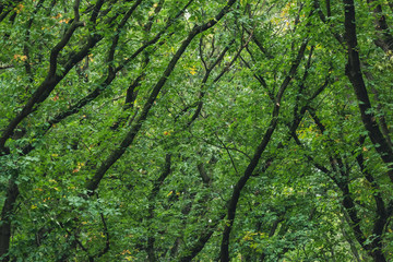 Fototapeta na wymiar Branches between green leaves in lush deciduous forest.