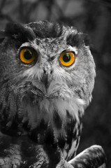 une chouette un hibou