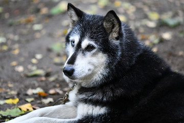 northern husky dog with different eyes