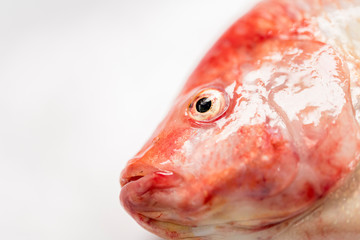 close up fresh raw fish,Red tilapia,Nile tiapia (Oreochromis niloticus-mossambicus)