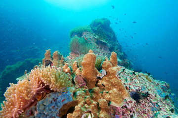 coral and fish