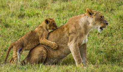 lioness and her cub