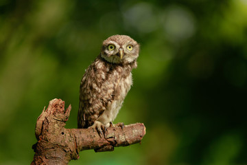 Steinkauz (Athene noctua) im Münsterland