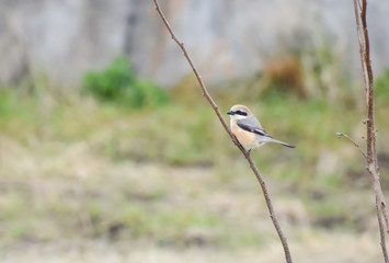 かわいいことり　モズ(68-1)