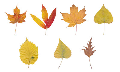 Herbstblätter auf weißem Hintergrund in unterschiedlichen Farben