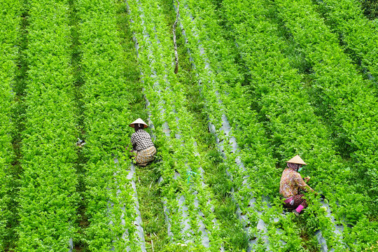 farmers