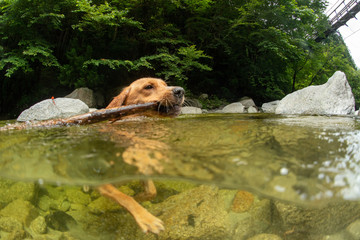 river dog