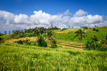 Fototapeta na wymiar Jatiluwih paddy field rice terraces, Bali, Indonesia