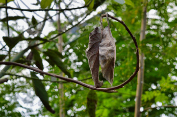 Butterflies, plants and flowers botany