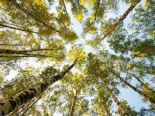 white birch trees in autumn forest