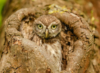 Steinkauz (Athene noctua) im Münsterland