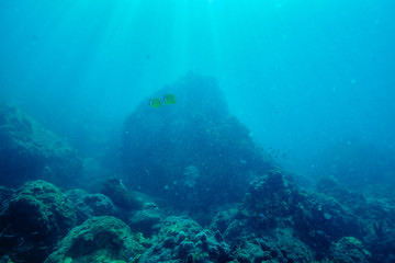 Naklejka premium coral