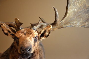 portrait élan cerf renne caribou cervidé préhistoire
