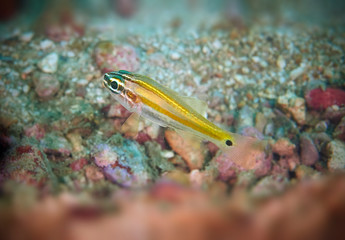 Glassfish in reef coral