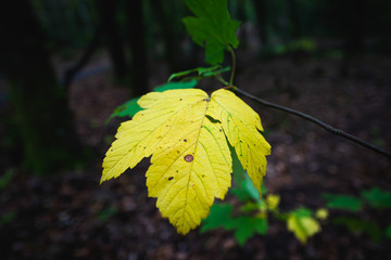 yellow maple leaves in autumn
