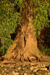 Obraz premium A willow tree in the evening sun.