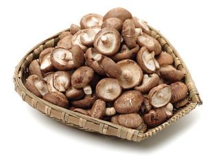 Shiitake mushroom on the White background 