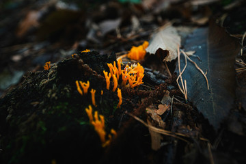 mushroom in forest