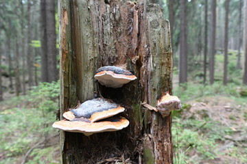 stary pień z hubami © calibanx