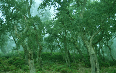 A misty forest, Annaba, Algeria