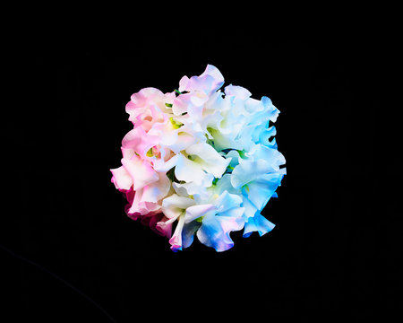 hydrangeas