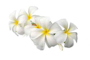 White plumeria flowers on a white scene