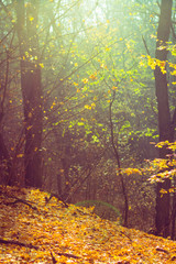 Fall, Autumn, Trees Background with yellow, orange leaves