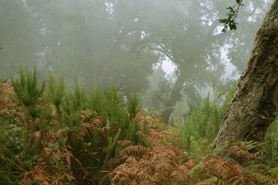 A misty forest, Annaba, Algeria