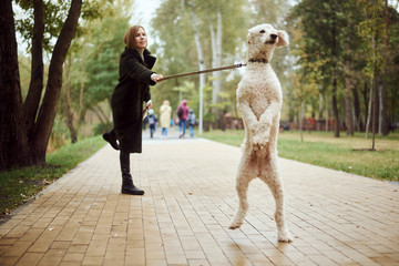 Woman walking a poodle dog in the autumn in the park. The dog pulls a leash with the mistress....