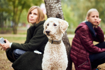 The dog is a large poodle and a tired, resting woman in the background blurred.
