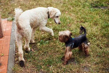 Small and big dogs get to know each other. Relationships, meeting dogs.