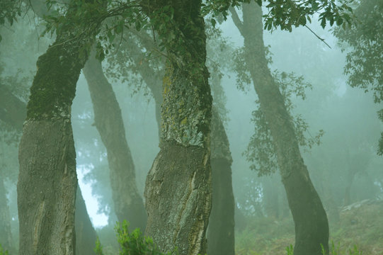 A misty forest, Annaba, Algeria