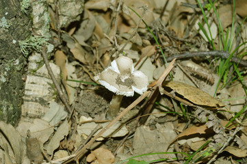 Plants, berries and fungus, Algeria, Africa