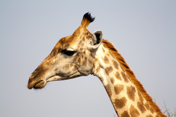 Fototapeta na wymiar Profile of Giraffe