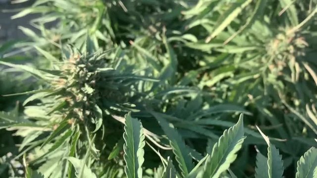 Purple Dream overview