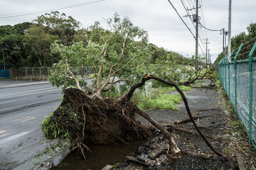 台風被害を受けた倒木