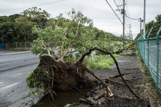 台風被害を受けた倒木