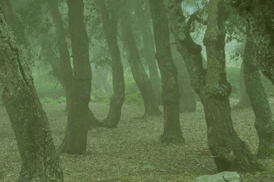 A misty forest, Annaba, Algeria