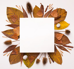 Autumn Herbarium of fallen leaves making square frame